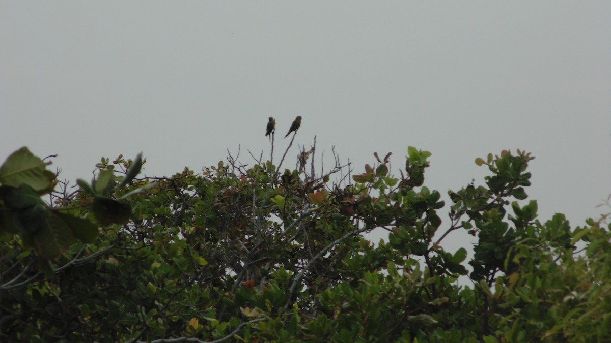 Peach-fronted Parakeet - ML637890541