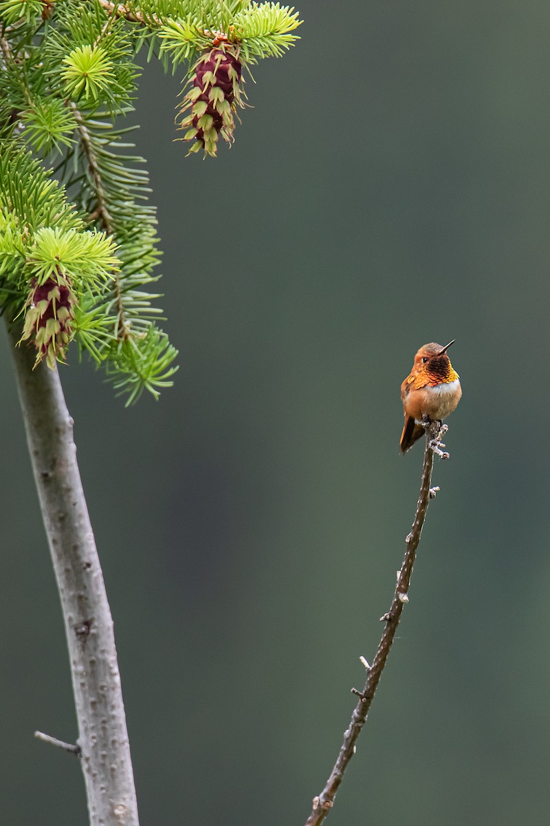 Rufous Hummingbird - ML637890543