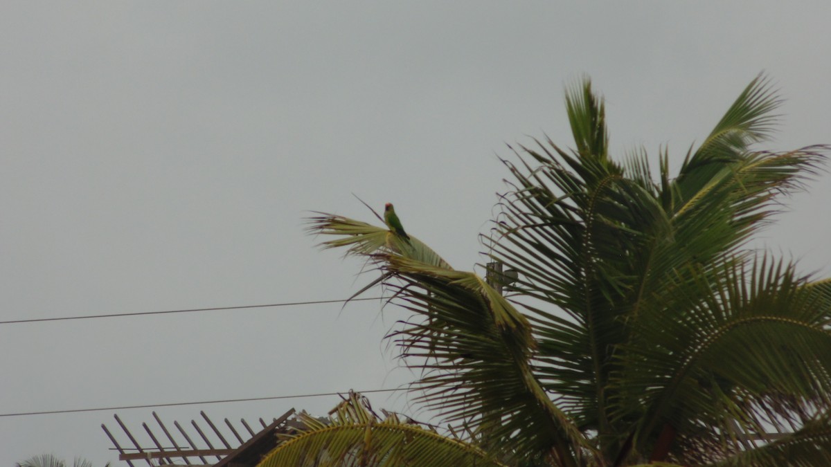 Peach-fronted Parakeet - ML637890544