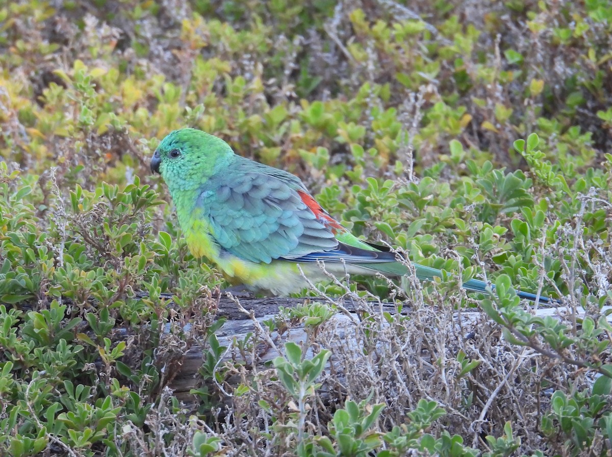 ビセイインコ - ML637890546