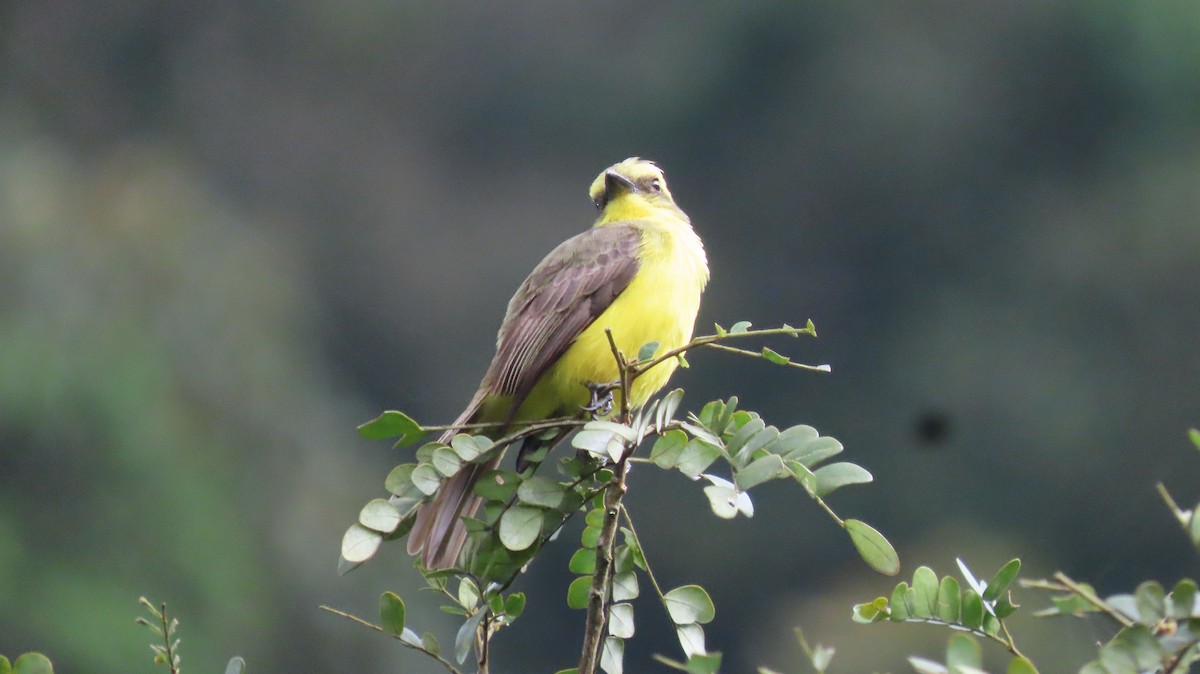 Lemon-browed Flycatcher - ML637890555