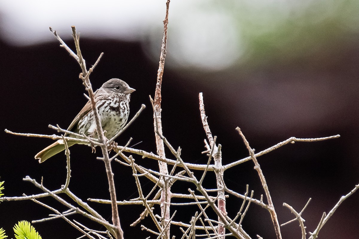 Fox Sparrow - ML637890557
