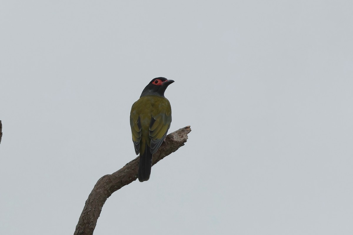Australasian Figbird - ML637890562