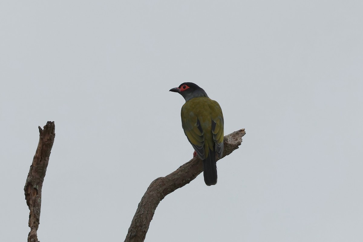 Australasian Figbird - ML637890563
