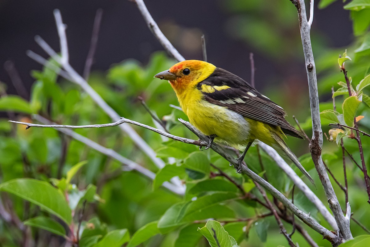 Western Tanager - ML637890564