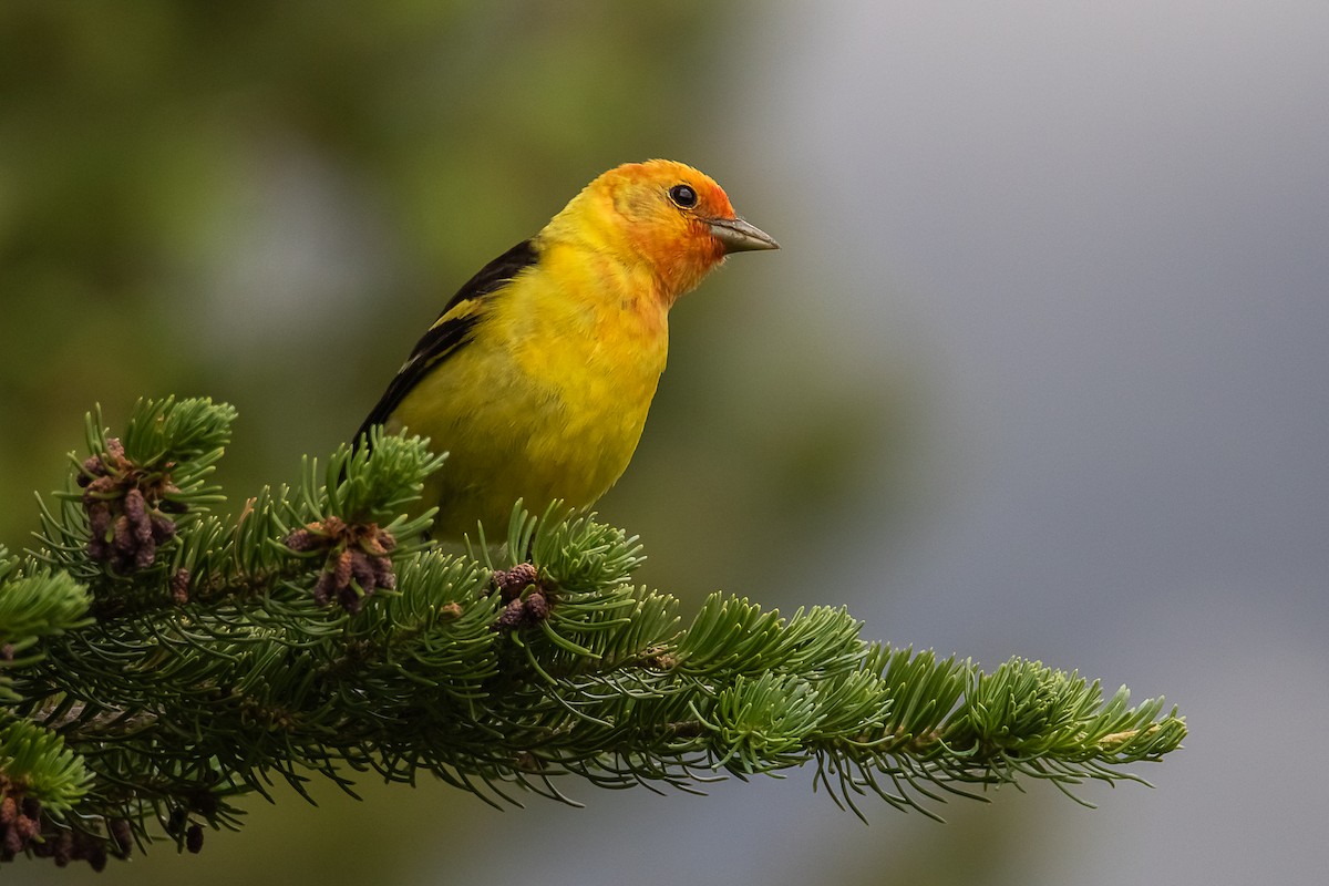 Western Tanager - ML637890568