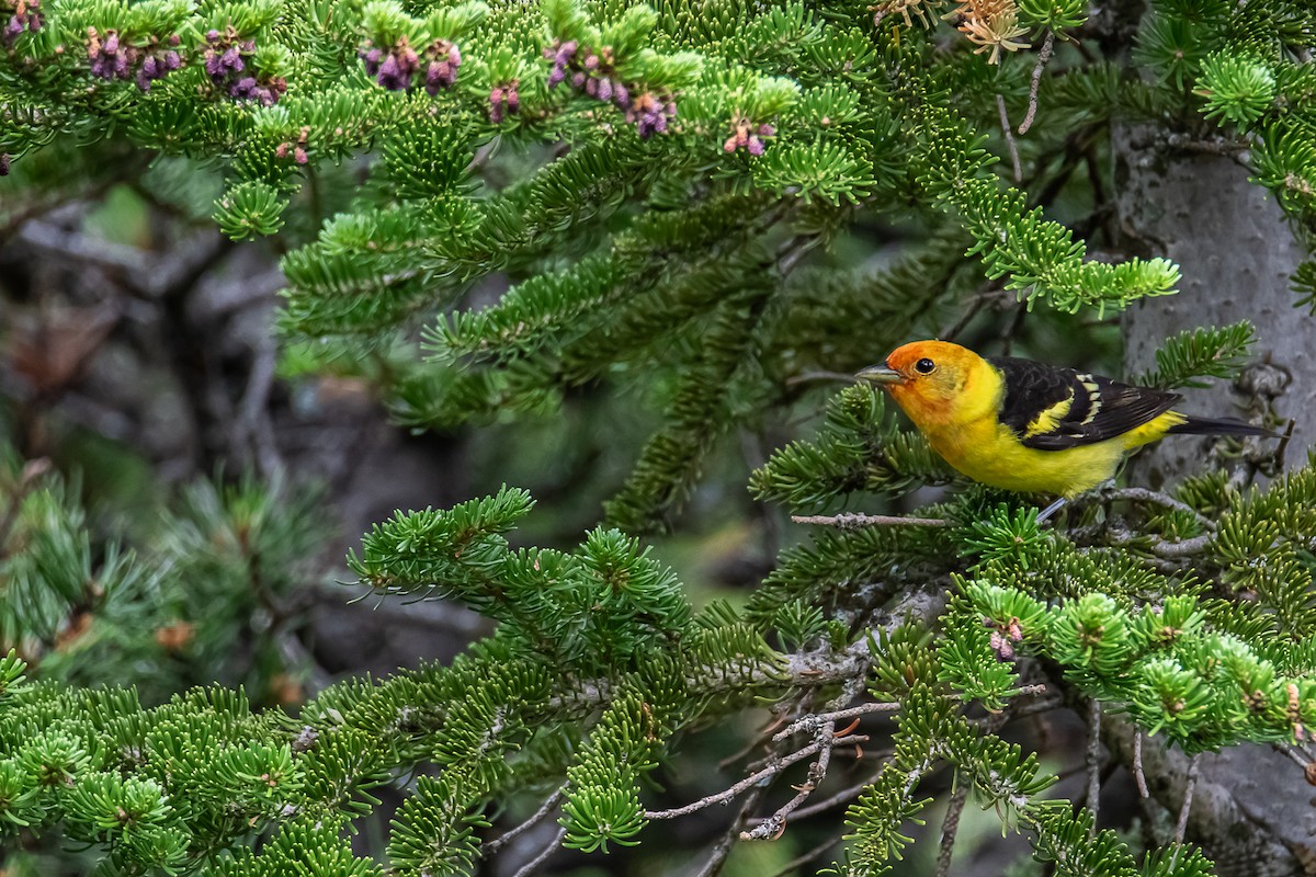 Western Tanager - ML637890570