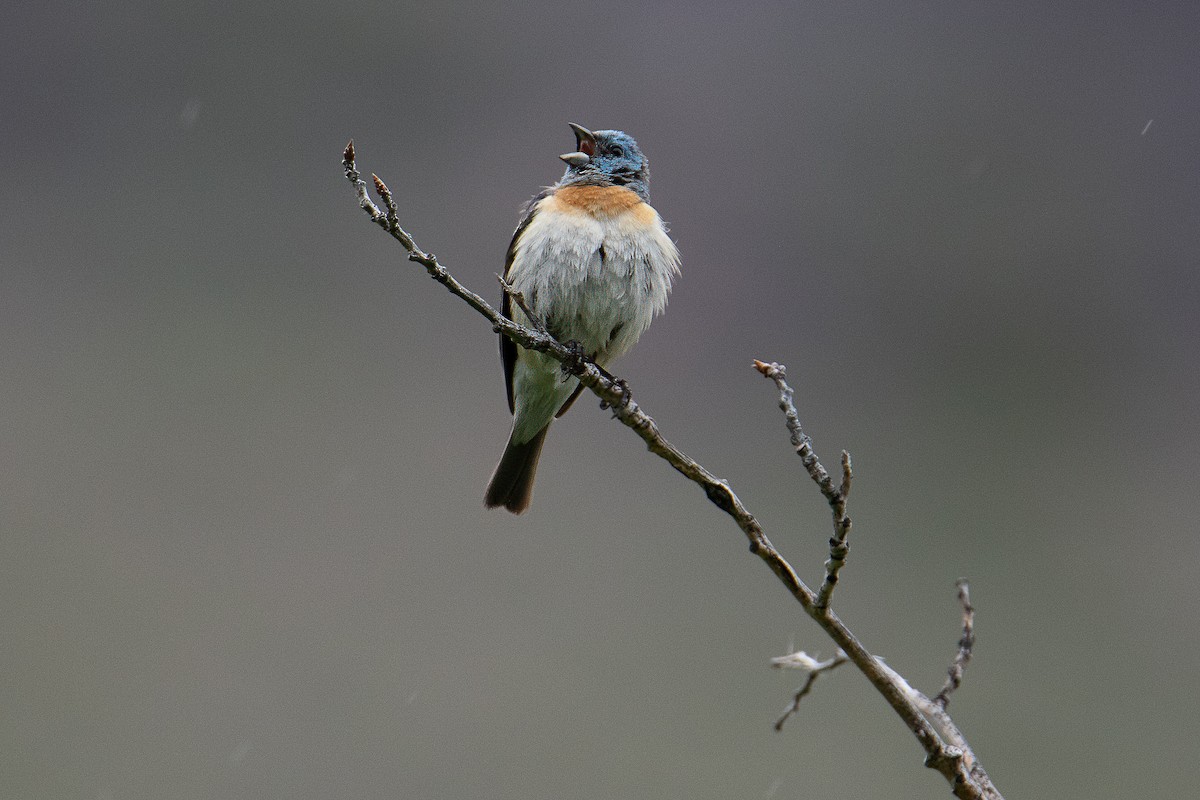 Lazuli Bunting - ML637890577