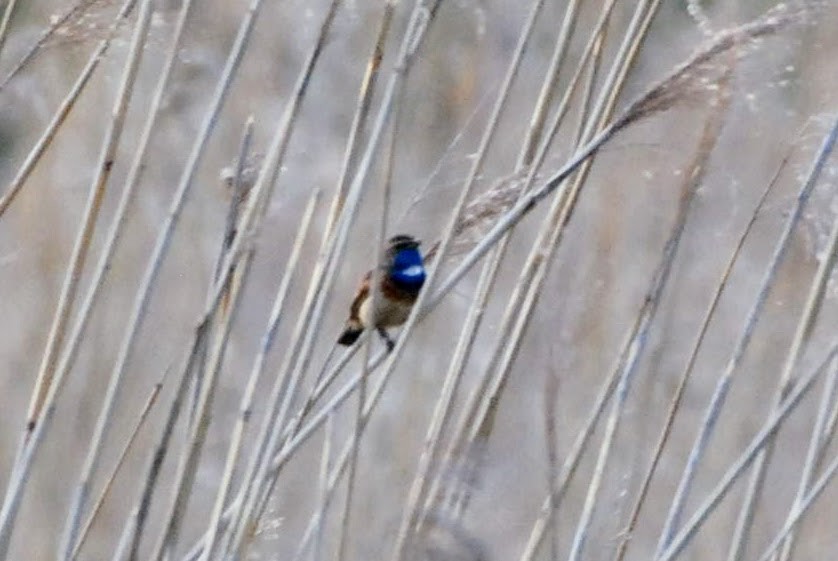 Bluethroat - ML637890580