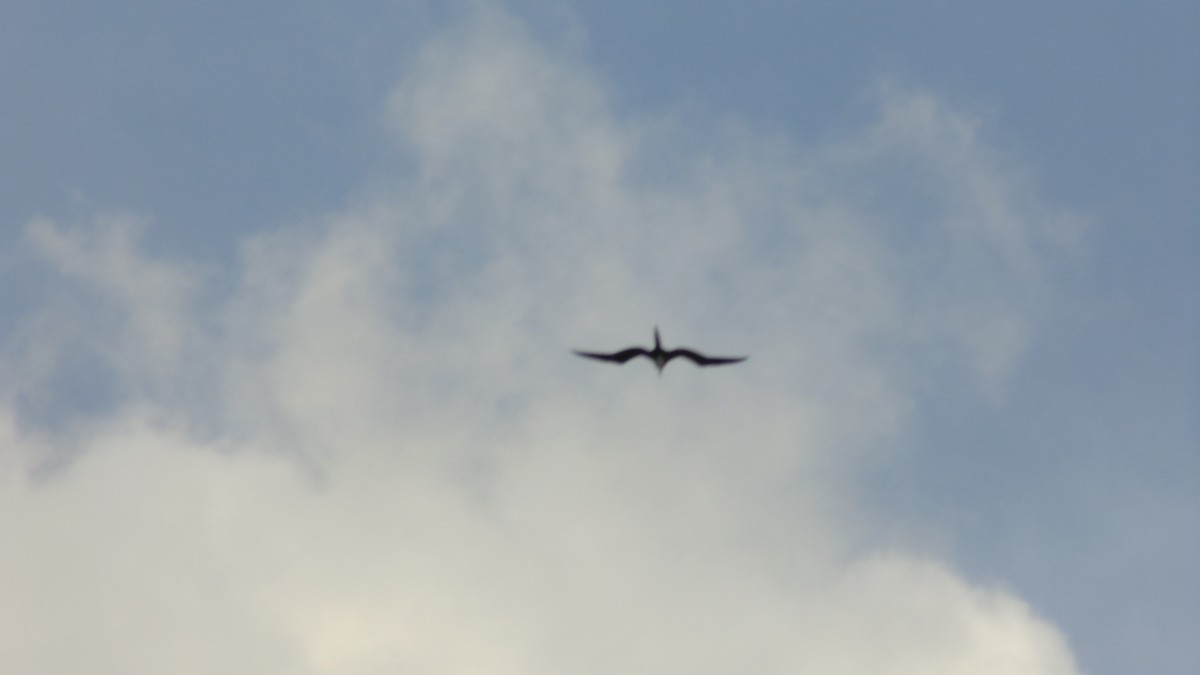 Magnificent Frigatebird - ML637890584
