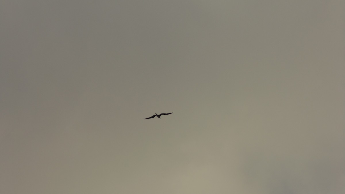 Magnificent Frigatebird - ML637890585