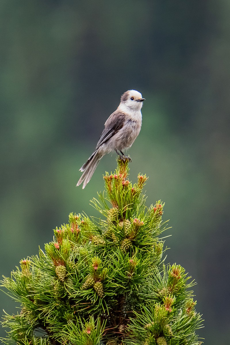 Canada Jay - ML637890604