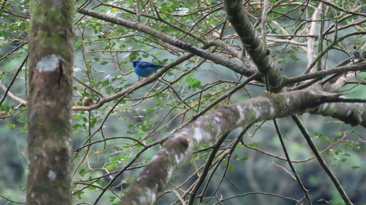 Blue Dacnis - ML637890605