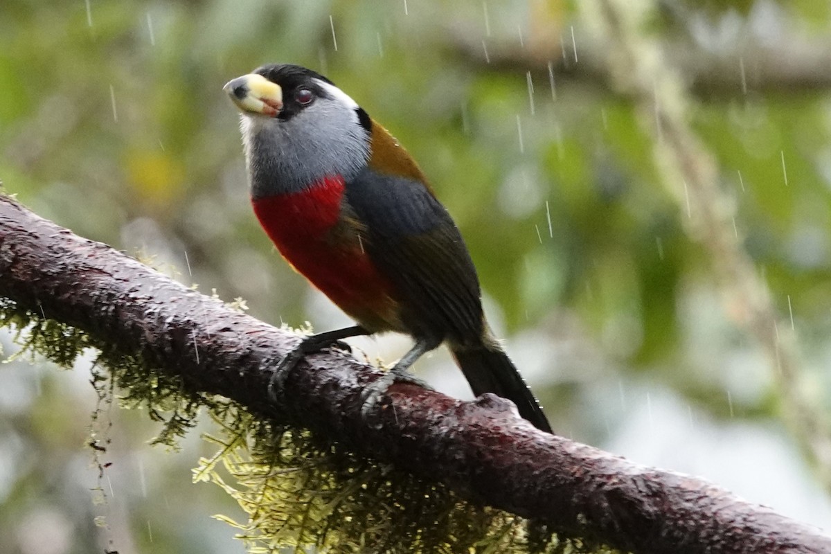 Toucan Barbet - ML637890618