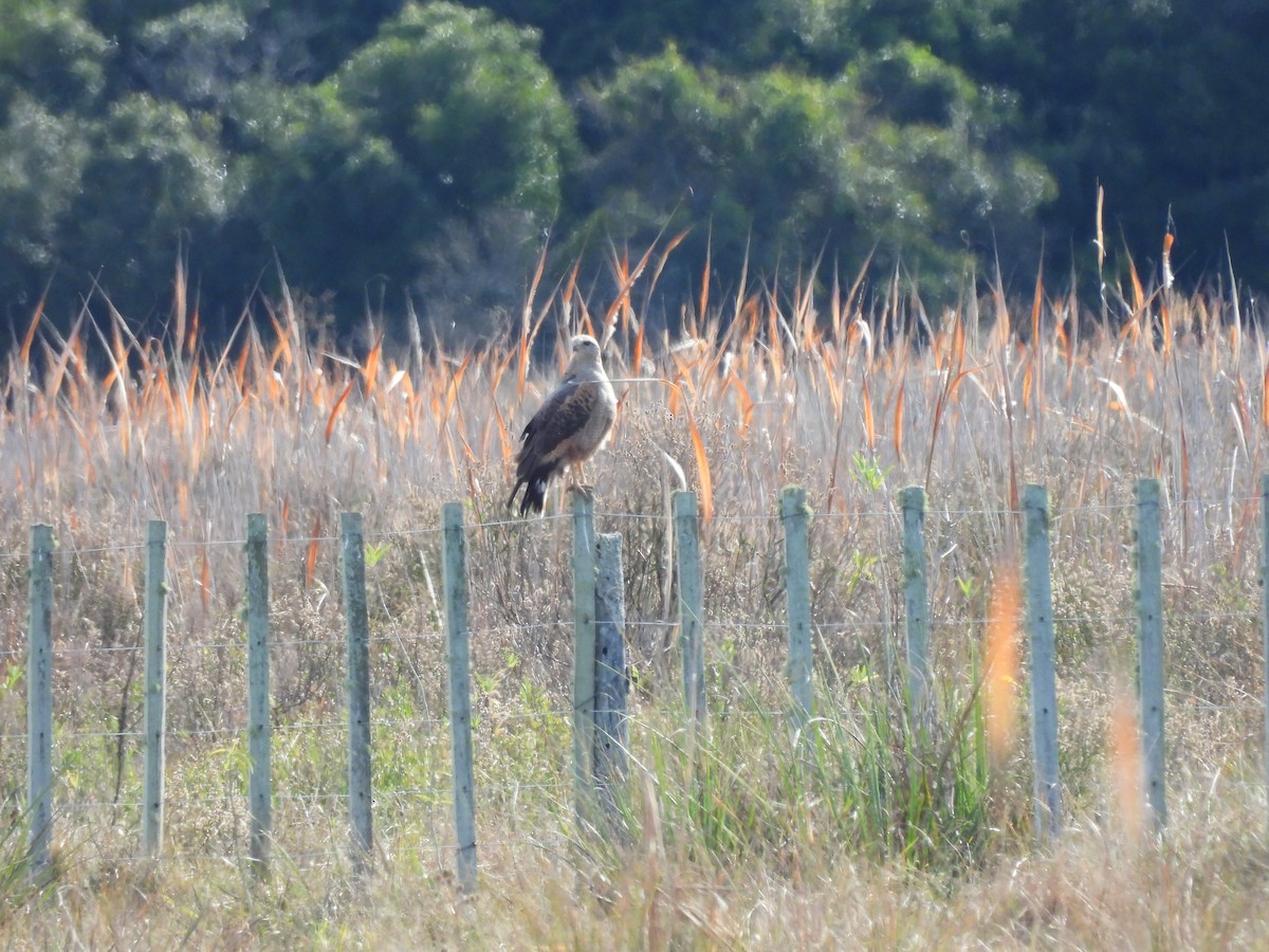 Savanna Hawk - ML637890633