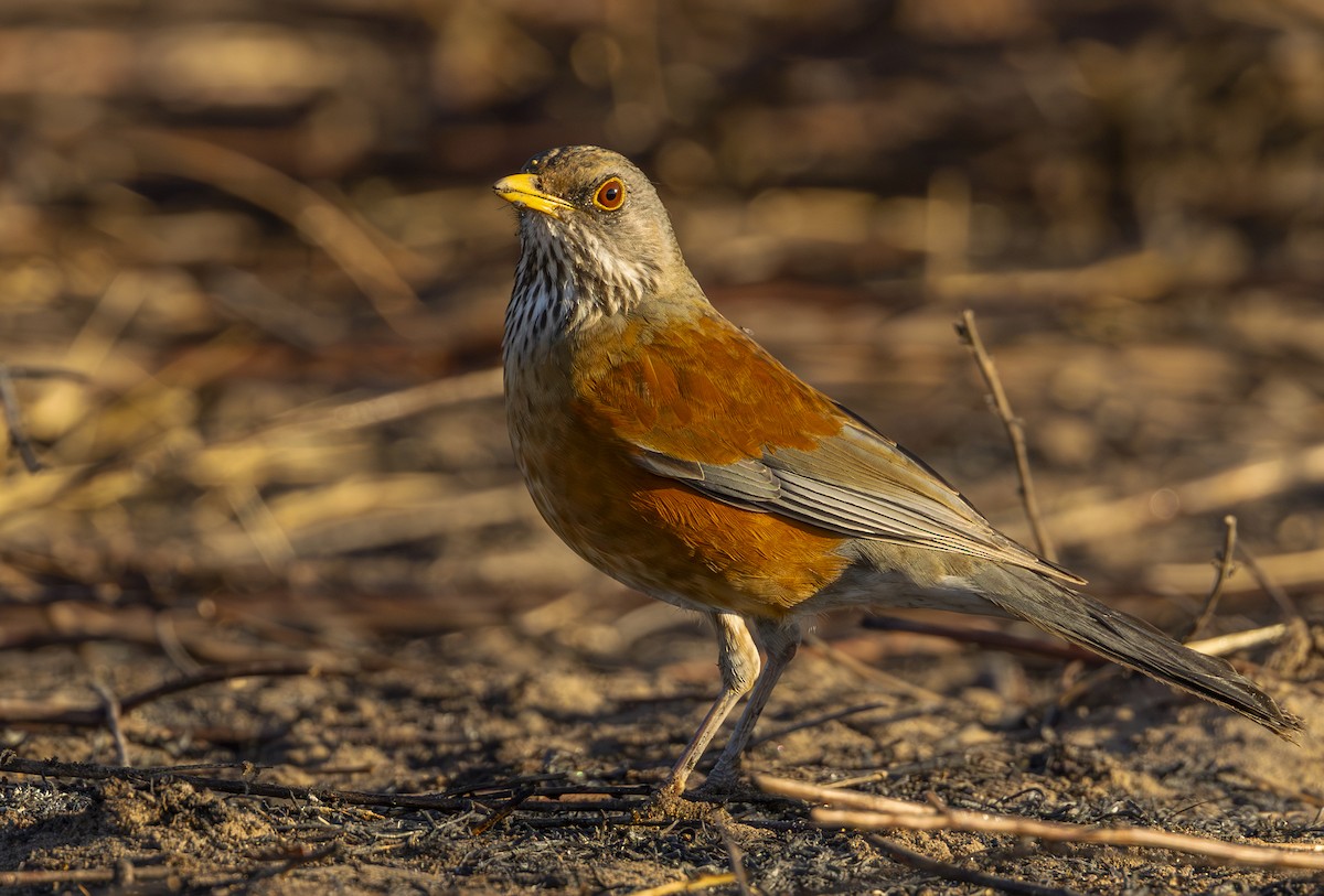 Rotmanteldrossel - ML637890646