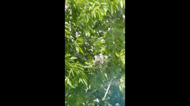 Scissor-tailed Flycatcher - ML637890647
