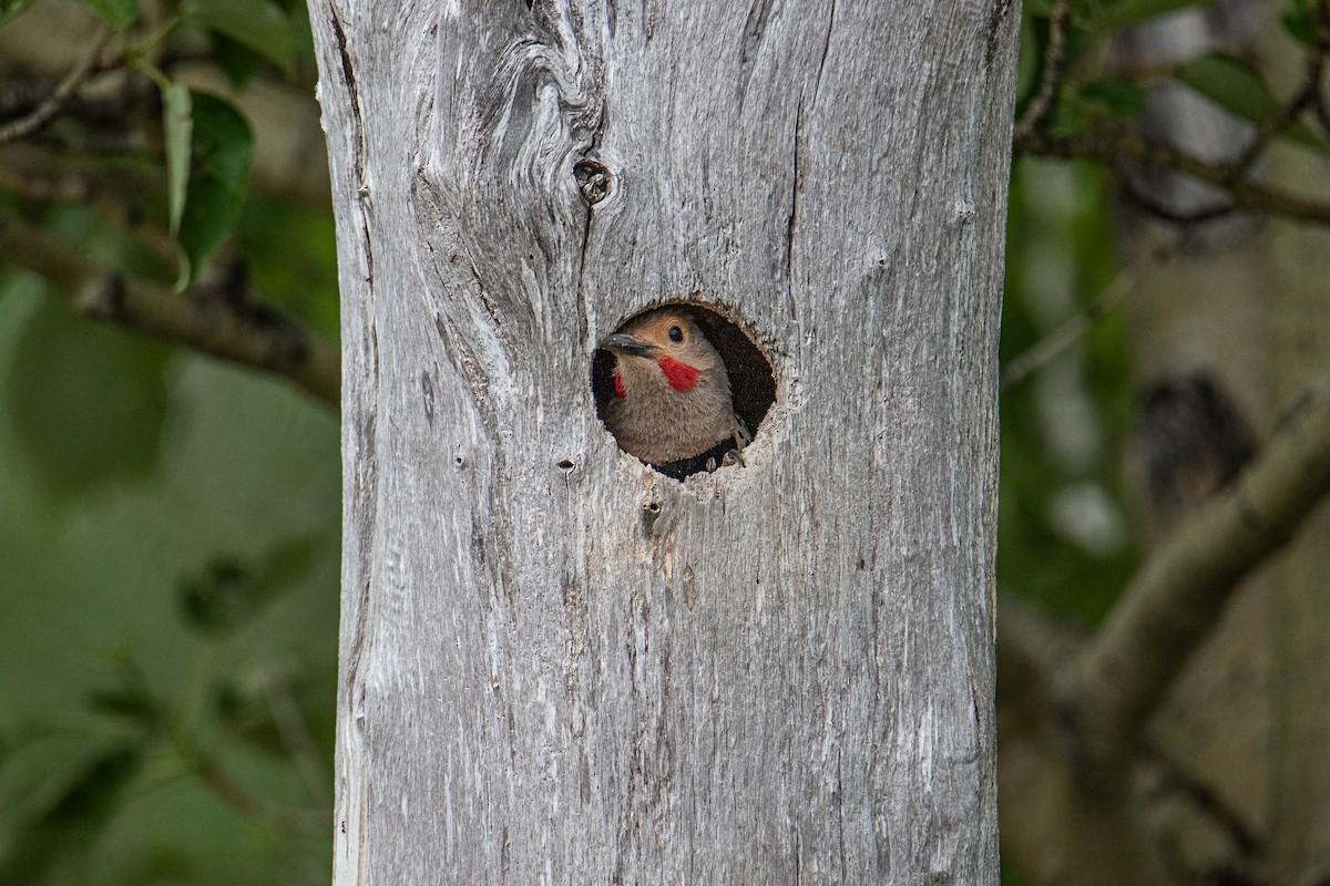 Northern Flicker - ML637890658