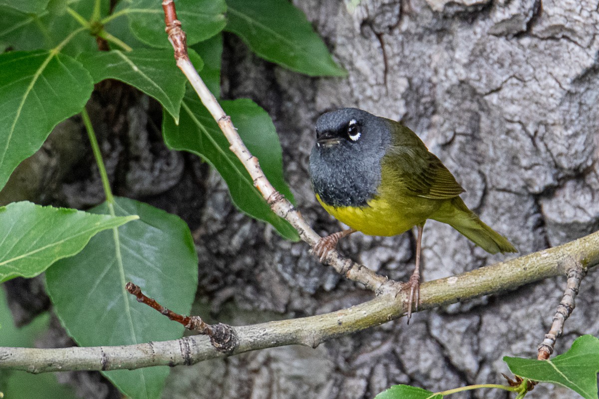 MacGillivray's Warbler - ML637890673