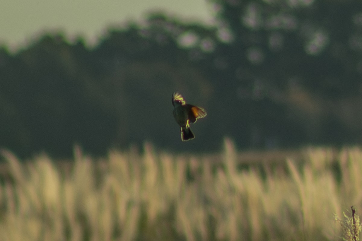 Bran-colored Flycatcher - ML637890681