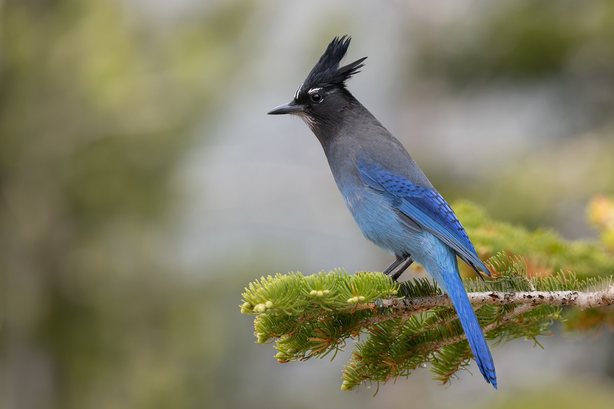 Steller's Jay - ML637890702