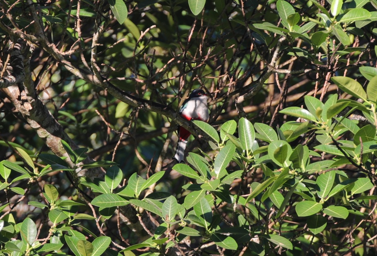 Cuban Trogon - ML637890717