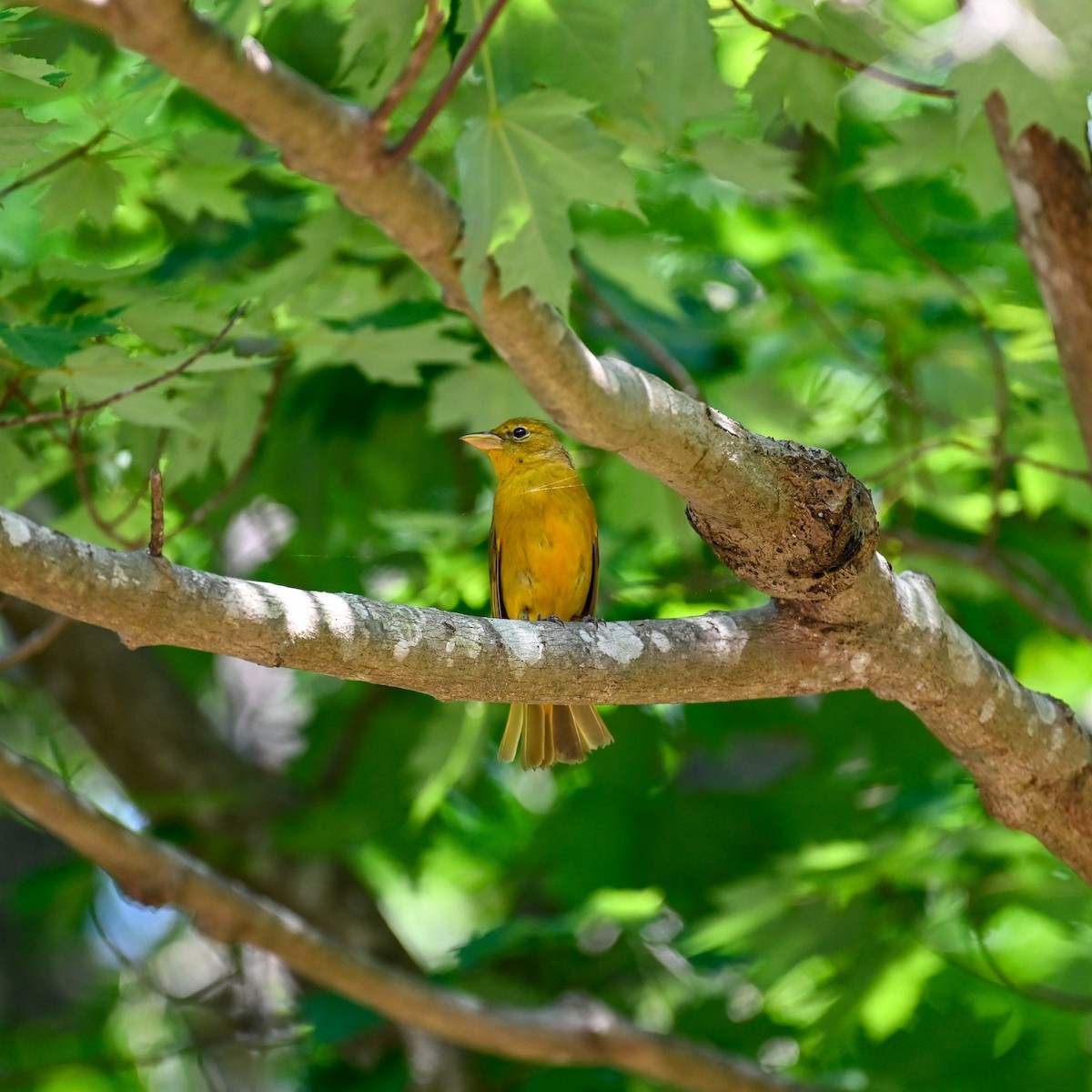 Summer Tanager - ML637890766
