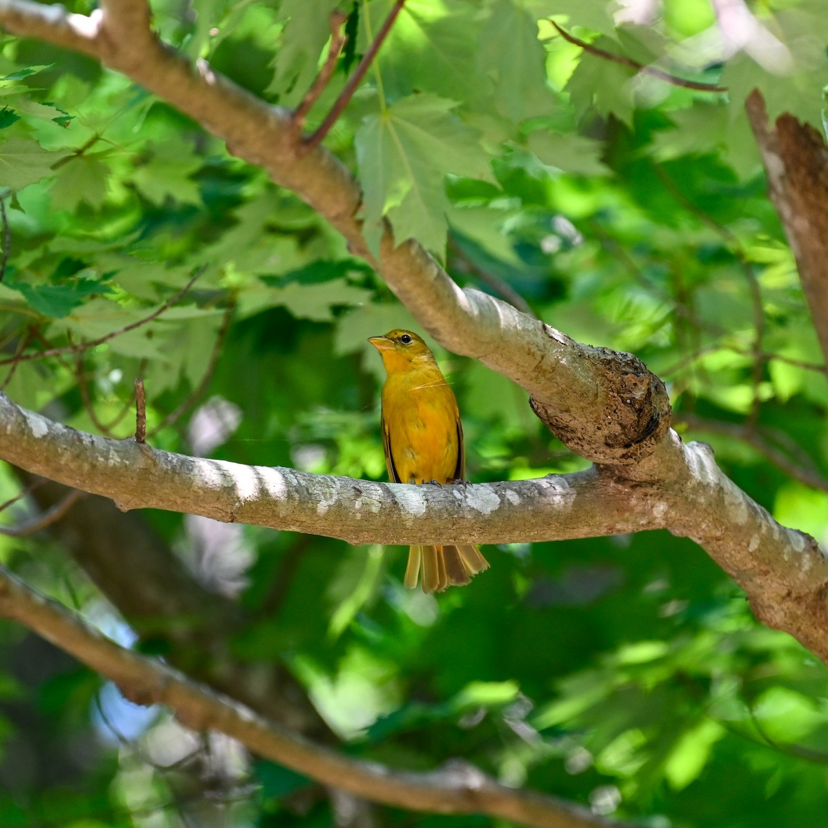 Summer Tanager - ML637890782