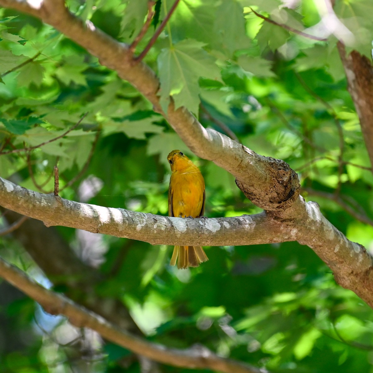 Summer Tanager - ML637890786