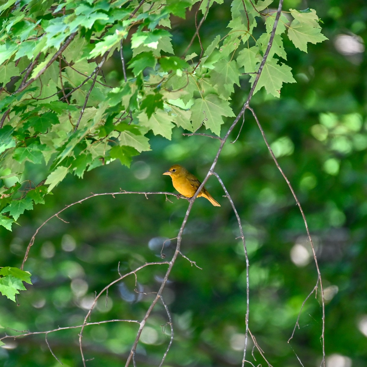 Summer Tanager - ML637890789