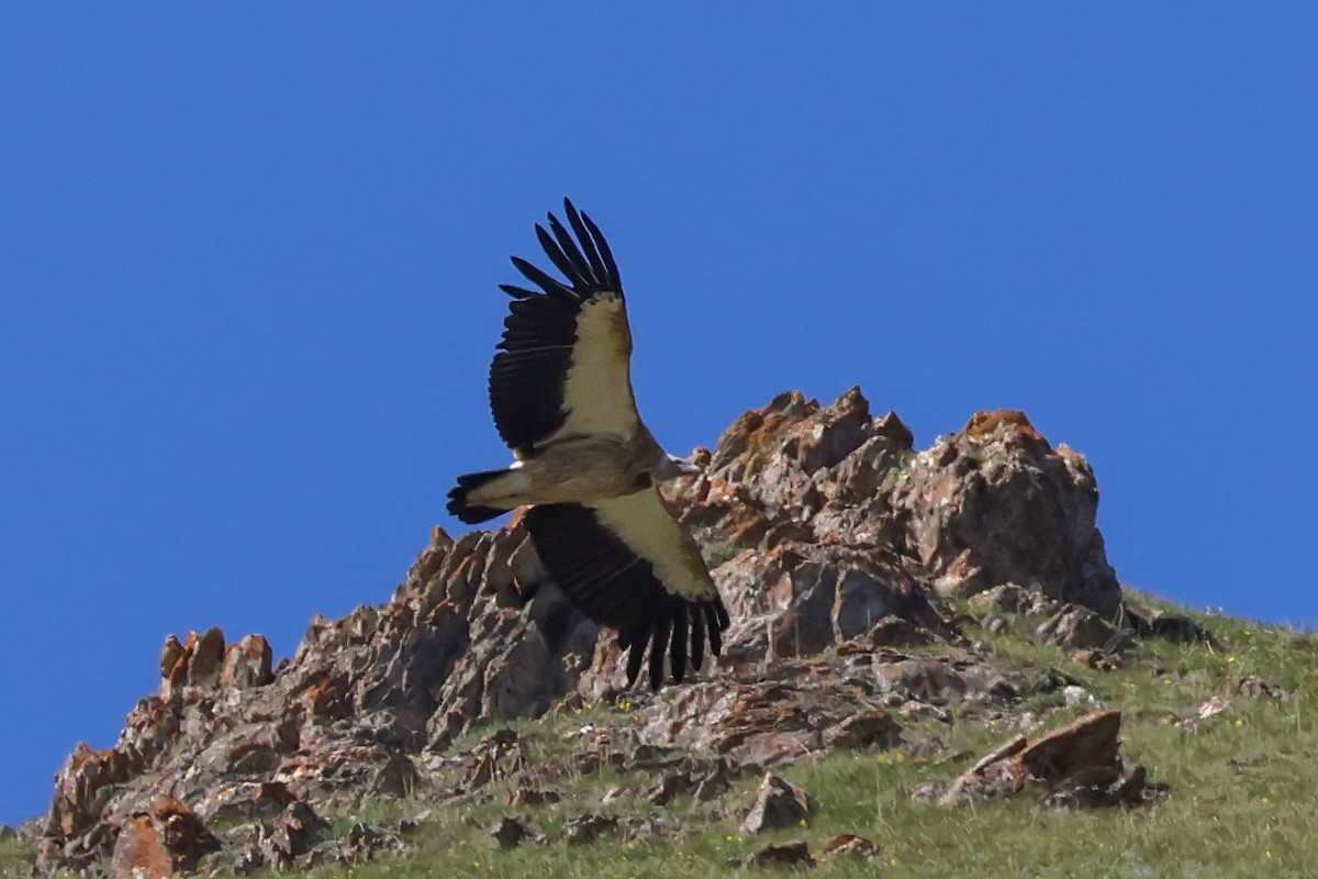 Vautour de l'Himalaya - ML637890814