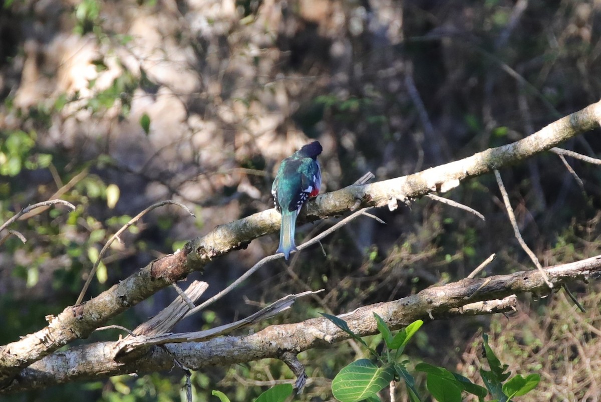 Cuban Trogon - ML637890820