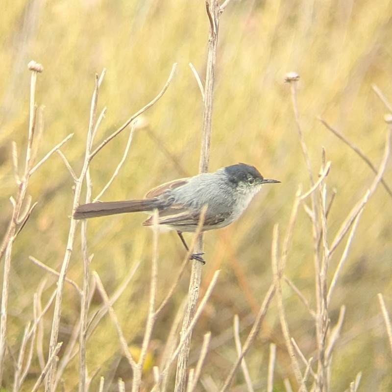 California Gnatcatcher - ML637890863