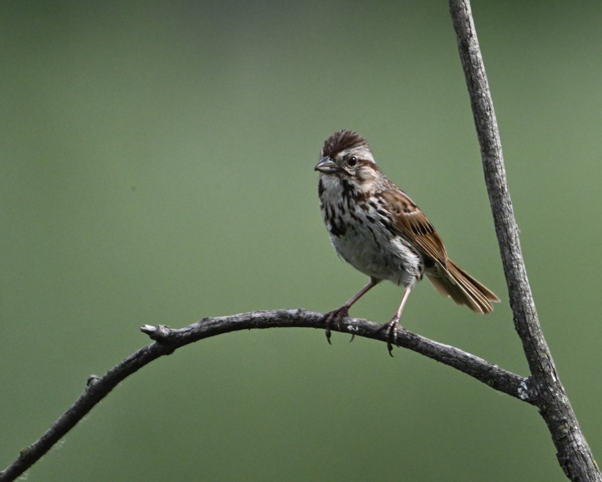 Song Sparrow - ML637890867