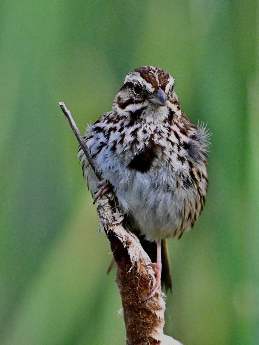 Song Sparrow - ML637890868