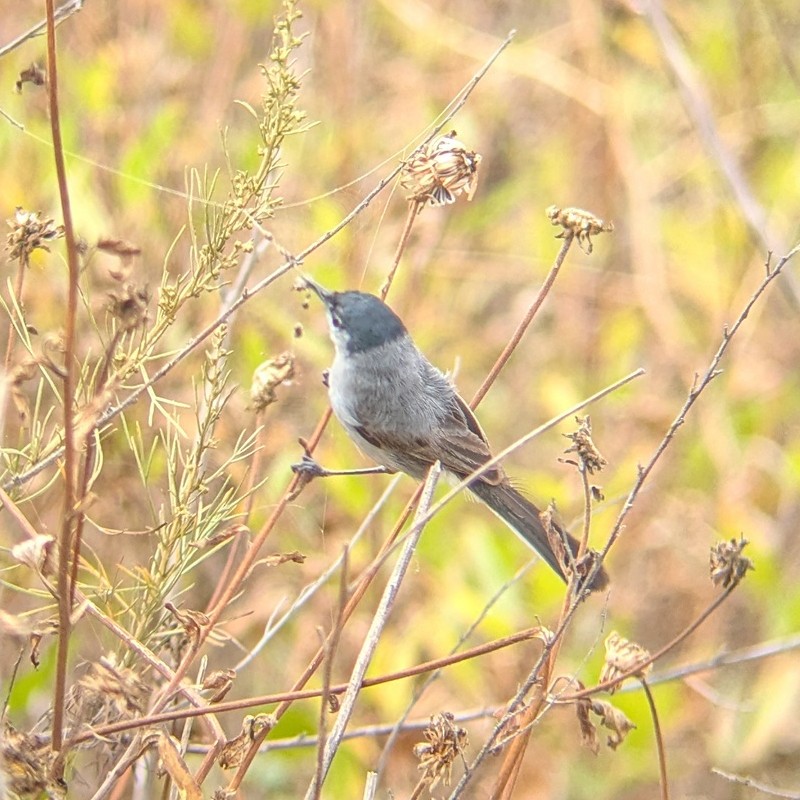 California Gnatcatcher - ML637890870
