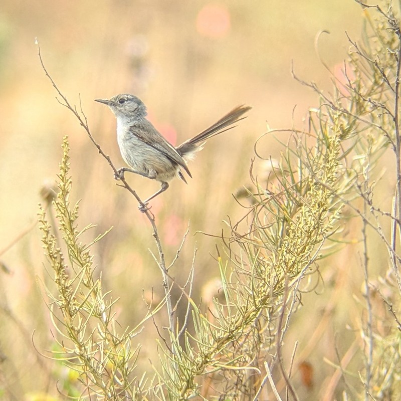California Gnatcatcher - ML637890877