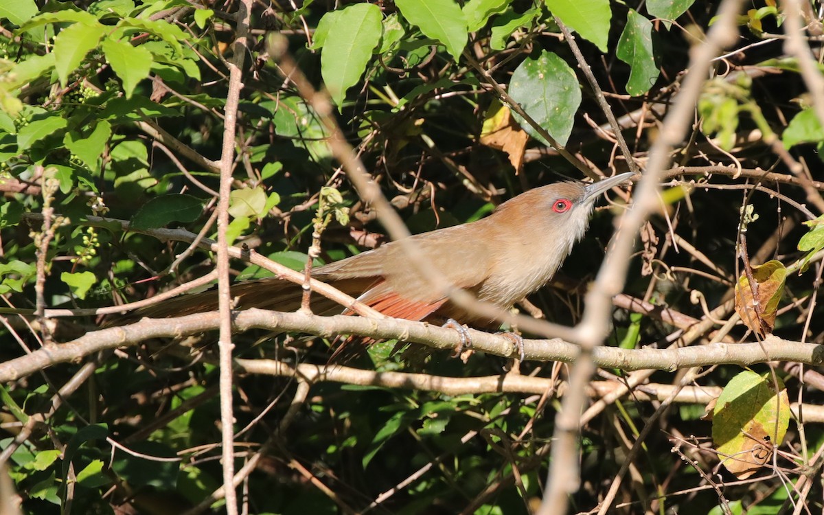 Great Lizard-Cuckoo (Cuban) - ML637890888