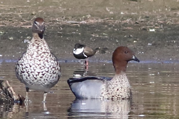 Red-kneed Dotterel - ML637890896