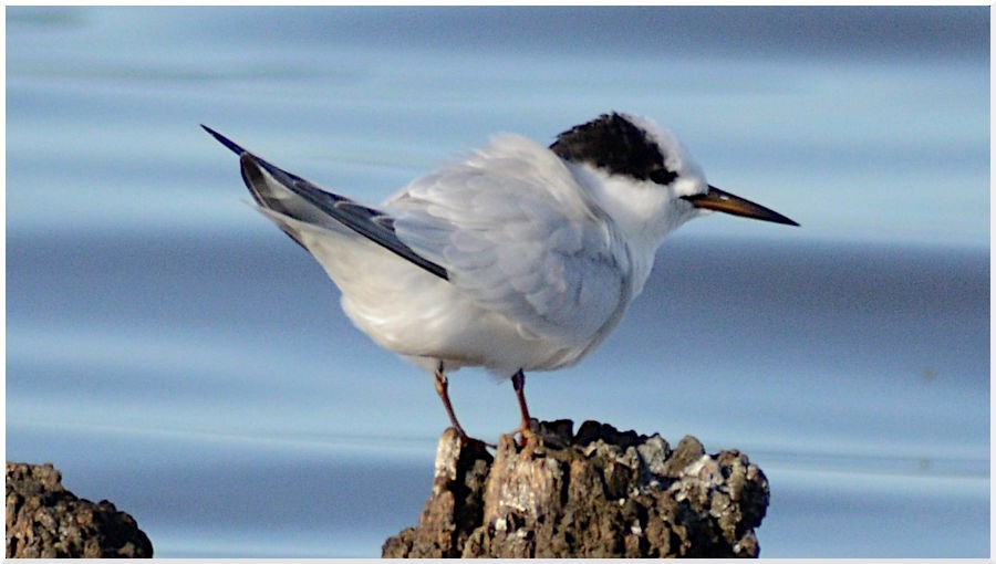 Little/Australian Fairy Tern - ML637890918