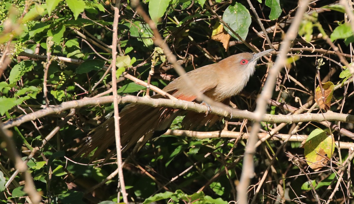Great Lizard-Cuckoo (Cuban) - ML637890923