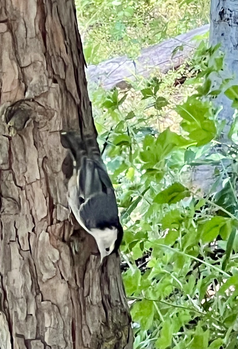 White-breasted Nuthatch - ML637890943