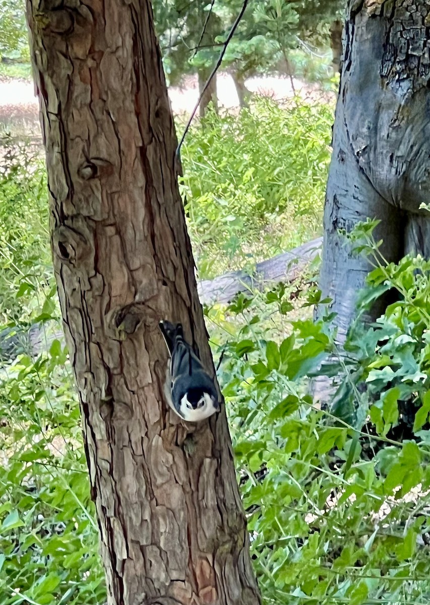 White-breasted Nuthatch - ML637890944