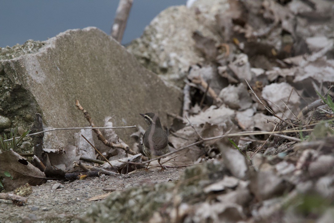 Louisiana/Northern Waterthrush - ML637890946