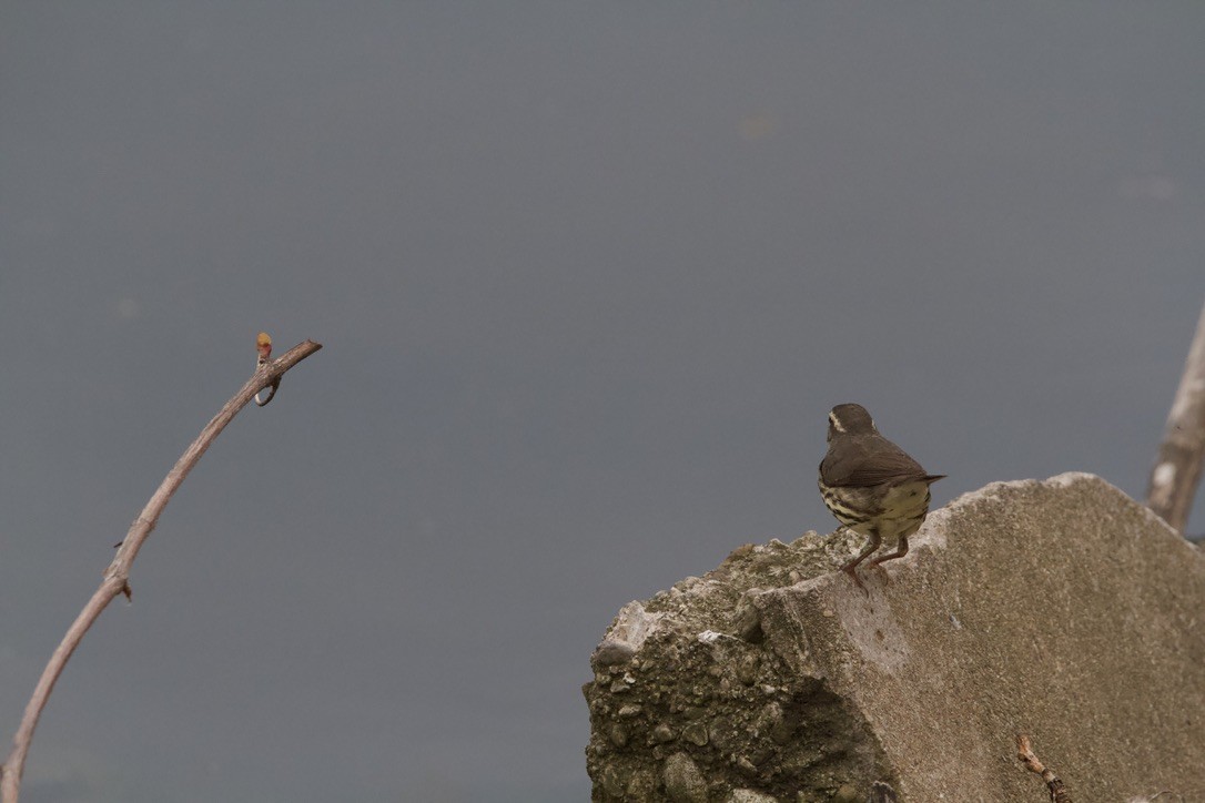 Louisiana/Northern Waterthrush - ML637890947