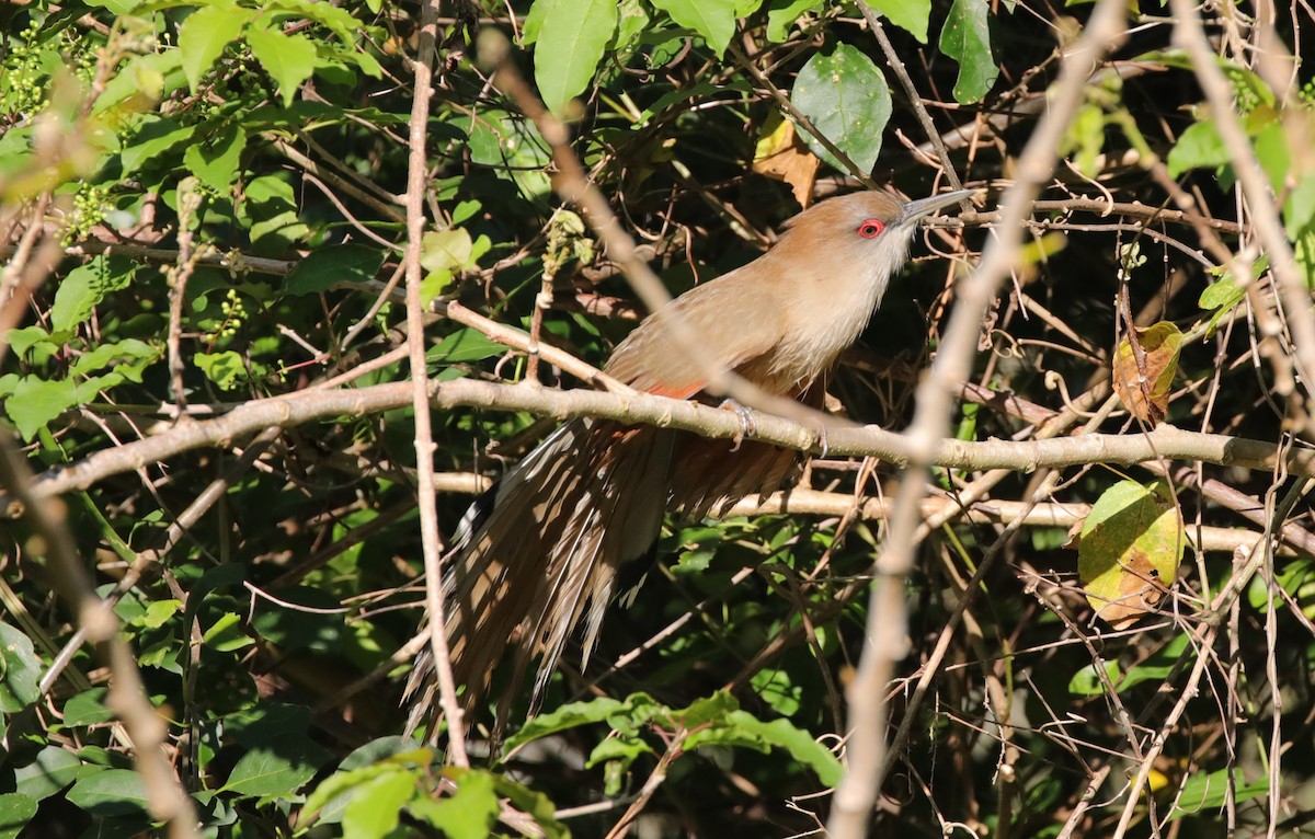 Great Lizard-Cuckoo (Cuban) - ML637890963