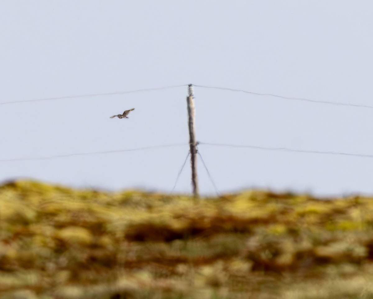 Short-eared Owl - ML637890964