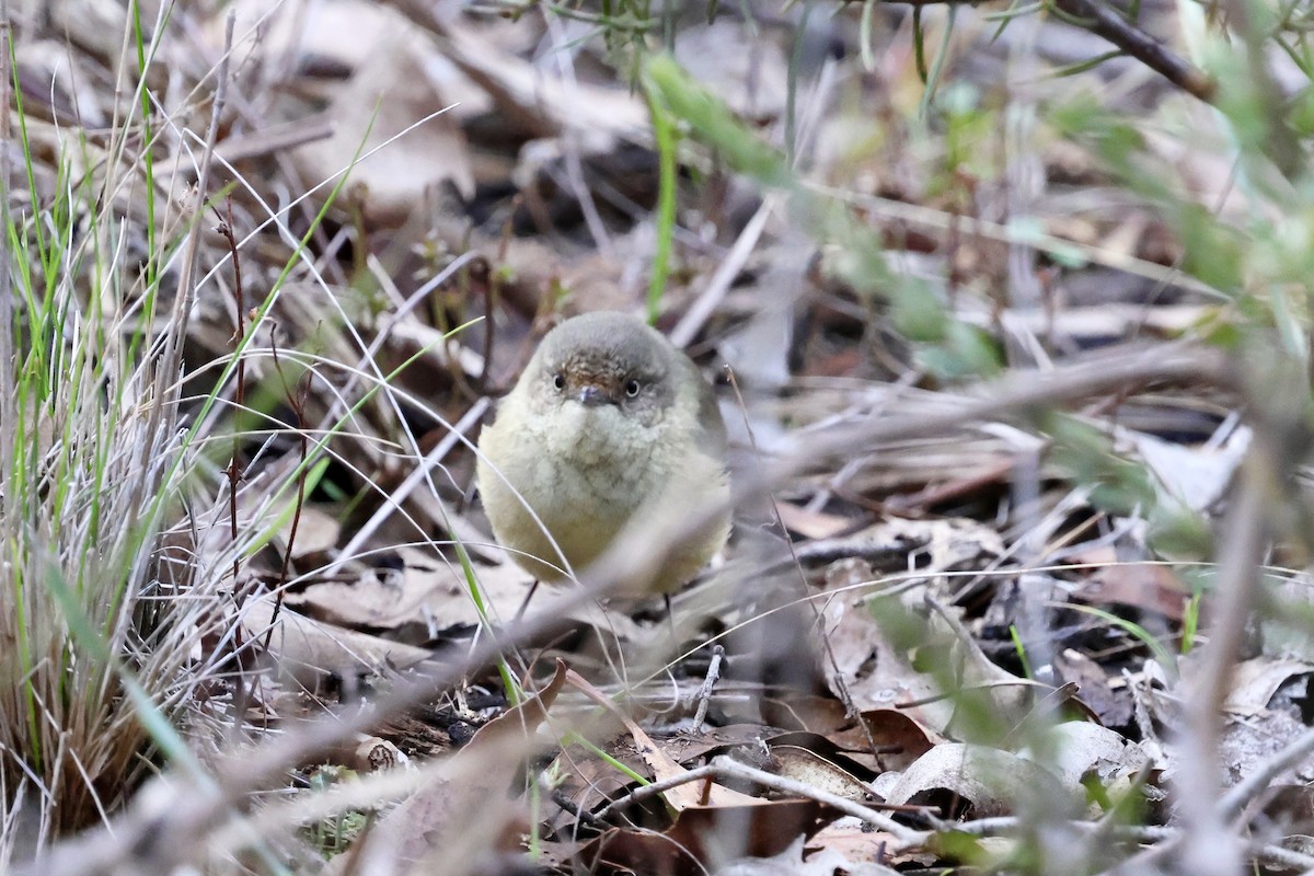 Buff-rumped Thornbill - ML637890987