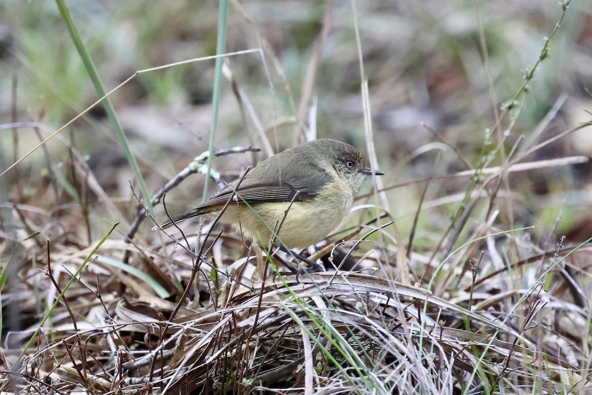 Buff-rumped Thornbill - ML637890988
