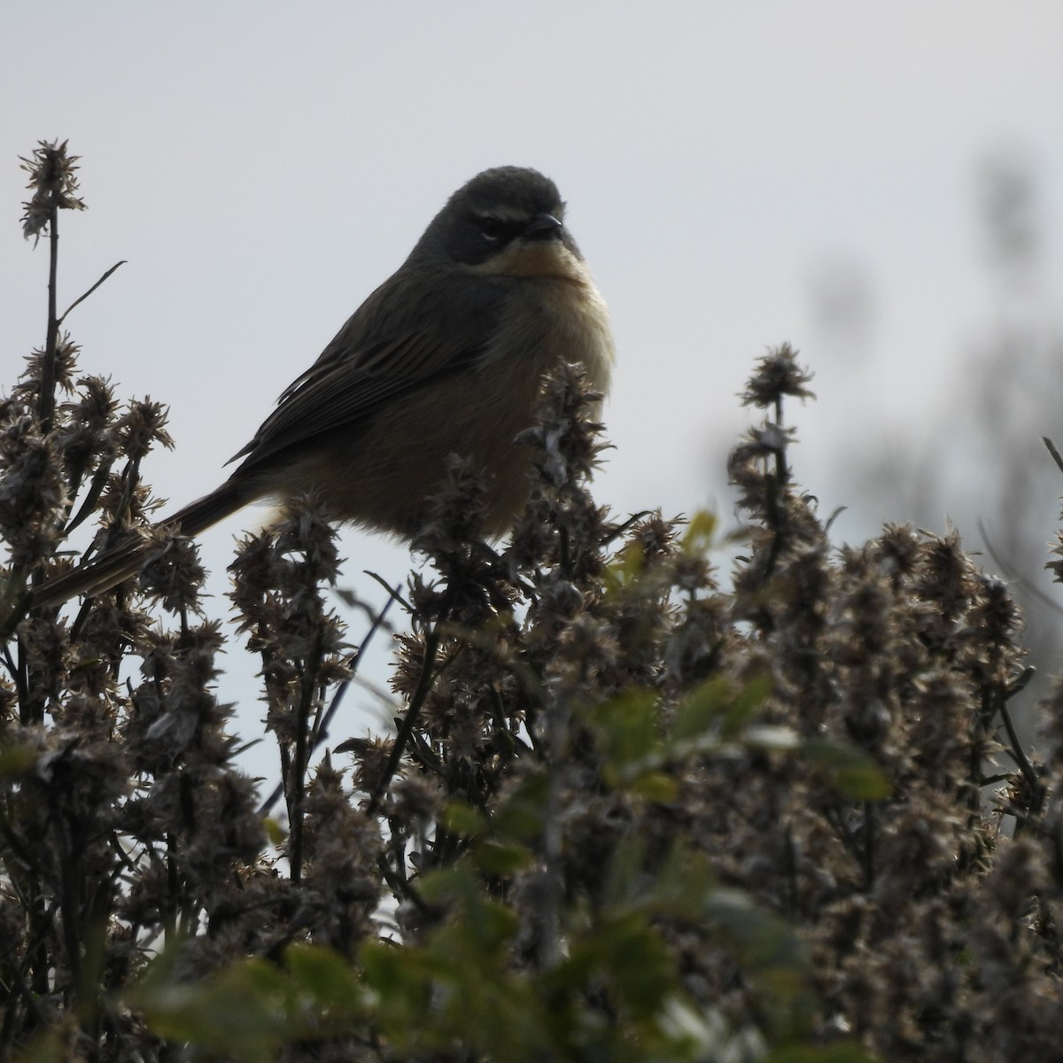 Long-tailed Reed Finch - ML637890995